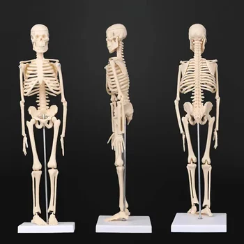  45 см Анатомическая модель человеческого скелета Медицинское Учебное пособие Анатомическая модель человеческого скелета Оптом и в розницу