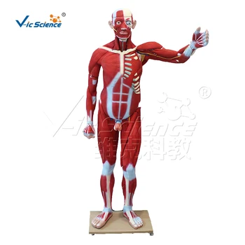  Анатомическая модель мышц всего тела мужчины 176 см (29 деталей)