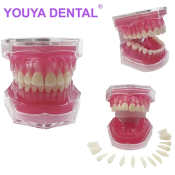  Стоматологическая модель Съемные зубы Обучающая модель с мягкой десной Зуб для студентов стоматологов Практика Обучение Изучение моделей Typodont