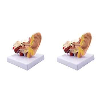  2 предмета, 1,5 X Модель анатомии человеческого уха - профессиональная настольная имитационная модель структуры внутреннего уха для обучения