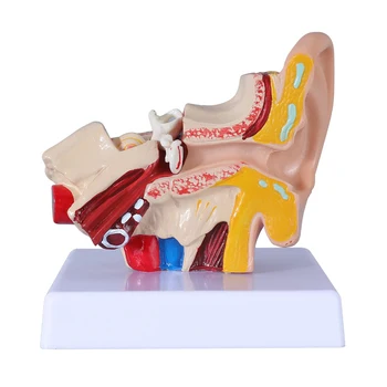  1,5-кратная модель Анатомии человеческого уха, Имитационная модель ушного сустава, Модель наружного Среднего внутреннего уха из ПВХ с базой для медицинских