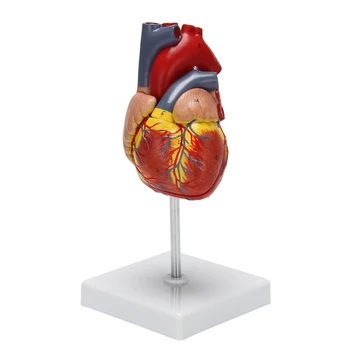  Модель человеческого сердца 1: 1, анатомически точная модель сердца Анатомия человеческого скелета в натуральную величину Для показа в классе естествознания T
