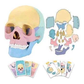  1 комплект Анатомическая модель черепа Анатомия человека Головоломка с черепом Съемная мини-модель человеческого черепа для обучения в клинике