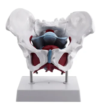  Модель женского таза и репродуктивных органов Анатомическая модель для реабилитации мышц тазового дна женского мочевого пузыря