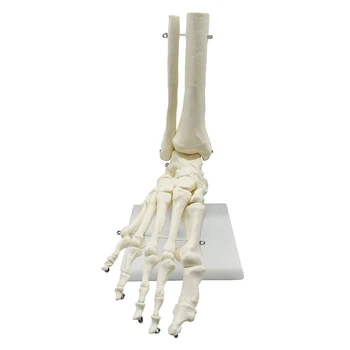  Анатомическая модель стопы человеческого скелета 1: 1, ступня и лодыжка с голенью, анатомическая модель, Учебные ресурсы по анатомии