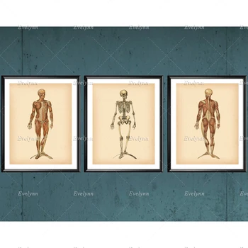  Винтажный плакат с изображением анатомии человека в скандинавском стиле, Мышечная система, Рисунок Скелета, Медицинское искусство, Декор стен клиники, Подарок физиотерапевта